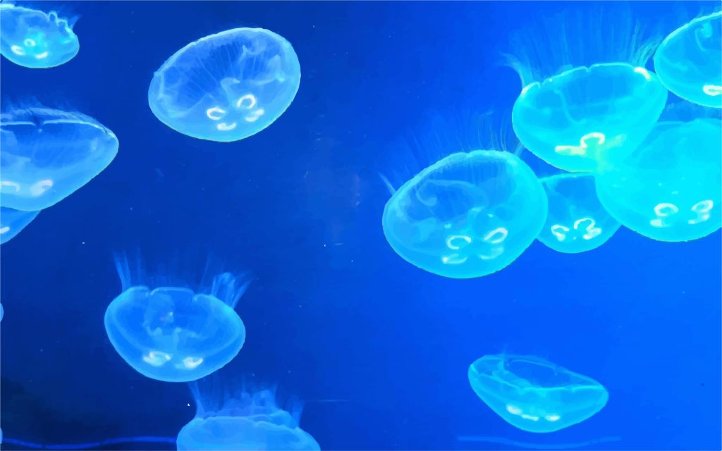 Blue jelly fish graphic photograph